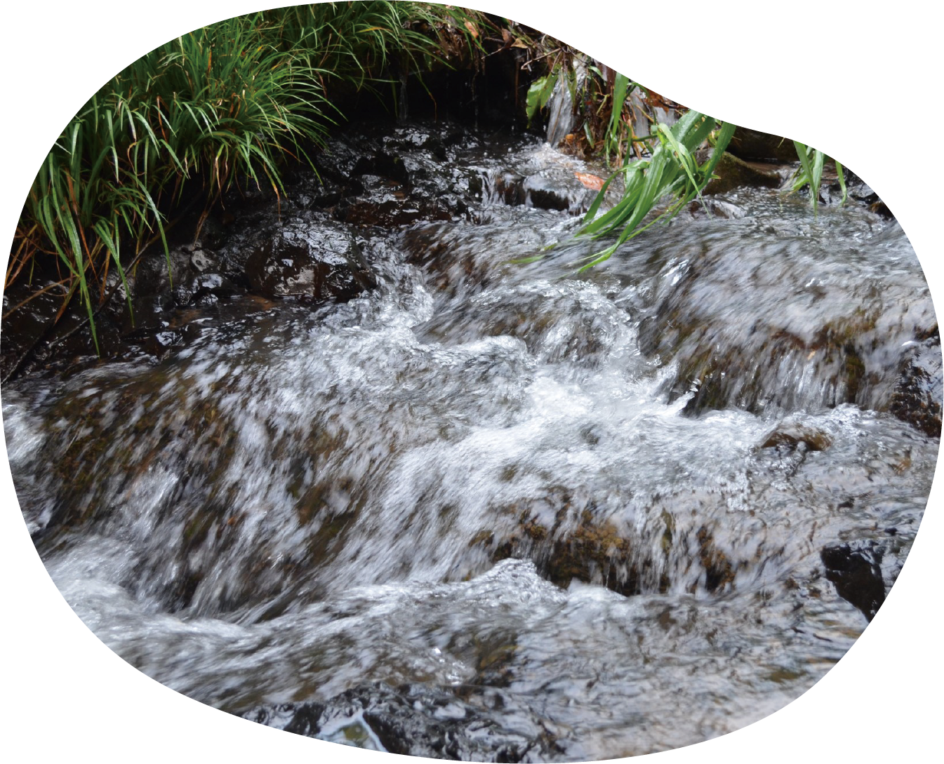 天然の湧水